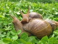 two snails in love kiss with their antennae. large achatina snails on the green grass. Giant African Land Snail