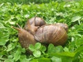 two snails in love kiss with their antennae. large achatina snails on the green grass. Giant African Land Snail