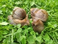 two snails in love kiss with their antennae. large achatina snails on the green grass. Giant African Land Snail Royalty Free Stock Photo