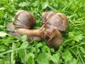 two snails in love kiss with their antennae. large achatina snails on the green grass. Giant African Land Snail