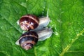 Two snails in love on a walk through paradise Royalty Free Stock Photo