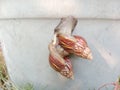 Two snails mating, in a flower pot Royalty Free Stock Photo