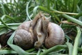 Two snails mating in my garden Royalty Free Stock Photo