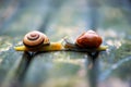 Two snails moving in opposite directions, an old wooden surface Royalty Free Stock Photo