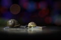 Two snails Royalty Free Stock Photo