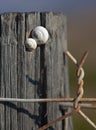 Two snails on post of barbed wire fence.