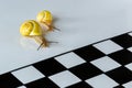 Two Snails racing to the Finish Line on White Background Royalty Free Stock Photo