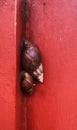 Two snails are sticking closely together on a red wall Royalty Free Stock Photo