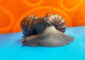 two snails are stylish respectively Royalty Free Stock Photo