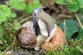 Two snails in tight connection Royalty Free Stock Photo