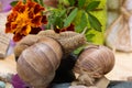 Two snails together on a background of flowers