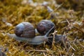 Two Snails on the Moss Royalty Free Stock Photo