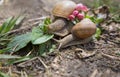 two snails traveling together on the ground Royalty Free Stock Photo
