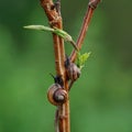 two snails traveling up the tree