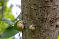 Two snails on tree trunk - close-up of gastropods on bark