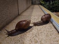 Two snails walking at night in a staircase in Hong Kong