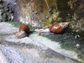 Two snails walking