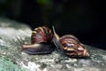 two snails on the wall Royalty Free Stock Photo