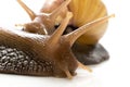 Two snails on white background, concept of kissing each other Royalty Free Stock Photo