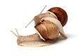 Two snails on a white background. . The concept of relationships, love Royalty Free Stock Photo
