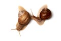 Two snails on a white background. Isolated. The concept of relationships, love Royalty Free Stock Photo