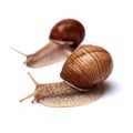 Two snails on a white background. Isolated. The concept of relationships, teamwork Royalty Free Stock Photo