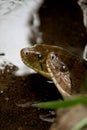 Two snakes making love in water Royalty Free Stock Photo