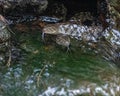 Two snakes swimming in the water Royalty Free Stock Photo