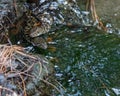 Two snakes swimming in the water Royalty Free Stock Photo