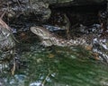 Two snakes swimming in the water Royalty Free Stock Photo