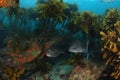 Two snappers among rocks covered with kelp