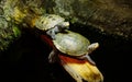 Two snapping turtles on log Royalty Free Stock Photo