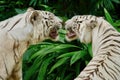 Two snarling white tigers.