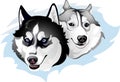 Two snide Huskies Royalty Free Stock Photo