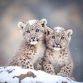 Two snow leopard cubs (Panthera pardus) sitting on snow Royalty Free Stock Photo