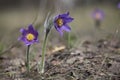 Two snowdrop. Spring flowers. Delicate Snowdrops flowers is one of the spring symbols telling us winter is leaving and we have