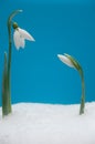 Two snowdrops