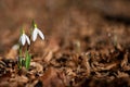 Two snowdrops on last year`s foliage bokeh background