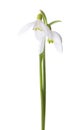 Two Snowdrops isolated on white background