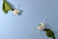 Two snowdrops made of wool on a blue celestial background, one in the upper left corner, the other in the lower right Royalty Free Stock Photo