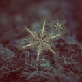 Real snowflakes glowing on dark textured background Royalty Free Stock Photo