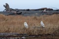 Two snowy owls on logs Royalty Free Stock Photo