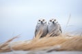 two snowy owls roosting side by side on snowy ground