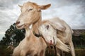 Two snuggle up goats Royalty Free Stock Photo