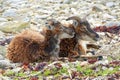 Soay sheep on Scottish island Royalty Free Stock Photo