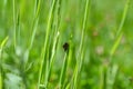 Two soft beetles mating on a blade of grass