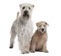 Two Soft-Coated Wheaten Terriers, standing