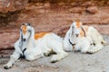 Two Sojat goats chained to a rock resting in the shade Royalty Free Stock Photo