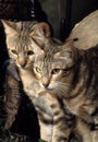 Two sokoke cats Royalty Free Stock Photo