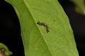 Two Soldier Ants Having A Skirmishes